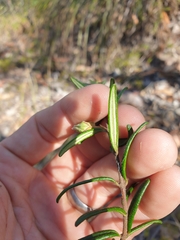 Boronia hapalophylla