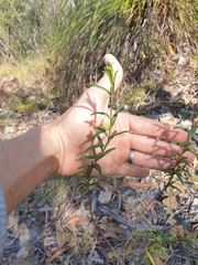 Boronia hapalophylla