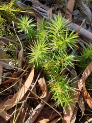 Melichrus procumbens