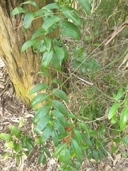 Geitonoplesium cymosum