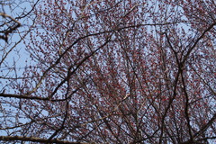 Acer pycnanthum