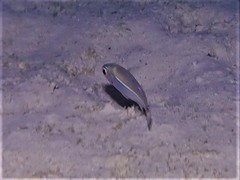 Atherinomorus vaigiensis