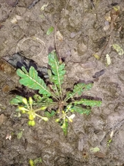 Biophytum sensitivum