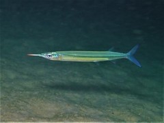 Hyporhamphus affinis