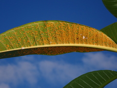 Coleosporium plumeriae