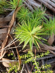 Melichrus procumbens