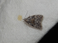 Mecothrix abyssinica