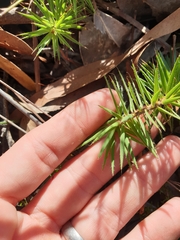 Melichrus procumbens