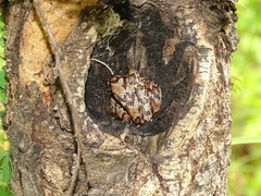 Telescopus variegatus