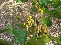 Cupaniopsis anacardioides