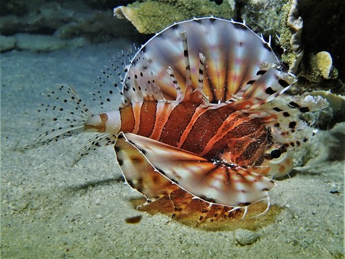 Butterfly scorpionfish (Dendrochirus zebra) — Scorpaenidae