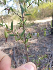 Styphelia biflora