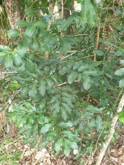 Cupaniopsis anacardioides