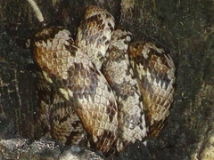 Telescopus variegatus