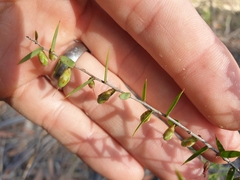 Styphelia biflora