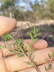 Styphelia biflora