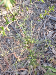 Styphelia biflora
