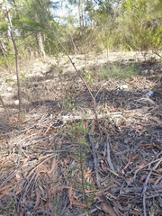 Styphelia biflora