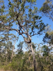 Angophora robur