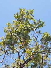 Angophora robur