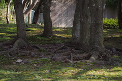 Acer pycnanthum