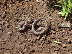 Telescopus variegatus