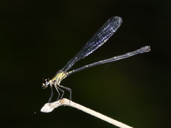 Lestoidea