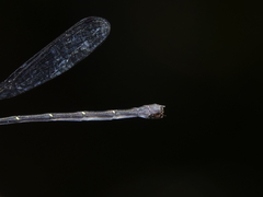 Lestoidea