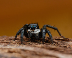 Stenaelurillus albus