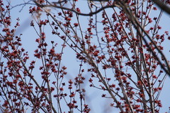 Acer pycnanthum