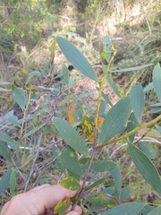 Acacia complanata