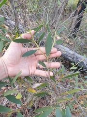 Acacia complanata