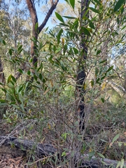 Acacia complanata