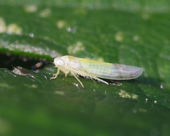Lindbergina aurovittata