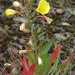 Intermediate Evening-Primrose - Photo (c) Bas Kers (NL), some rights reserved (CC BY-NC-SA)