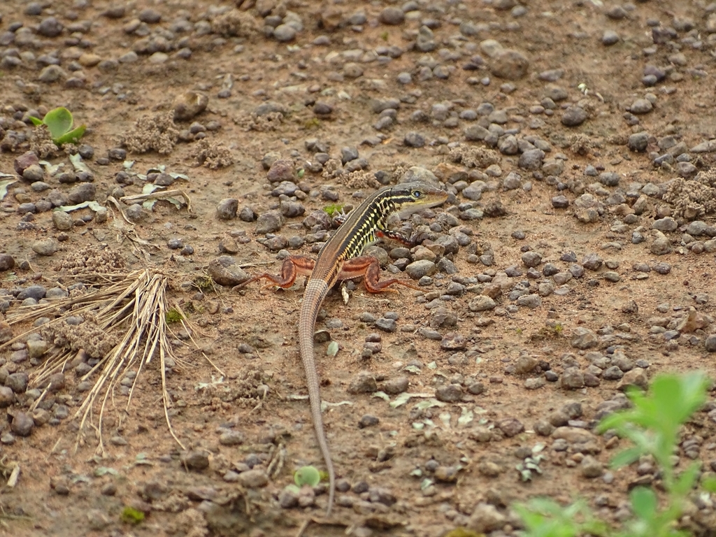 Glittering Sand Lizard