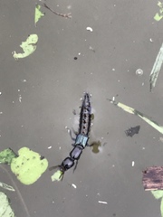 Thyreocephalus orthodoxus