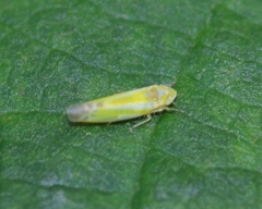 Lindbergina aurovittata