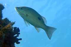 Lutjanus russellii