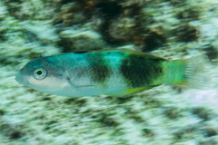 Thalassoma nigrofasciatum