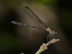 Lestoidea