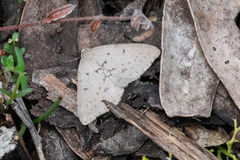 Tapinogyna perichroa