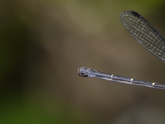 Lestoidea