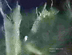 Tyto alba delicatula