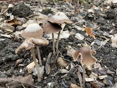 Fungi