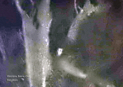 Tyto alba delicatula