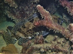 Epinephelus bilobatus