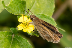 Vehilius inca