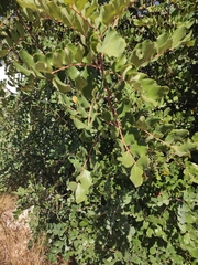 Ceratonia siliqua