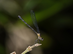 Lestoidea